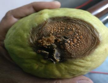 Fruits ripen and hydrolyze their material to allow the liberation of the seeds after dispersal. The process is initiated by the enzymes of the fruit itself. Once the fruit skin becomes permeable/porous or disrupted, the readily available sugars allow fast growth of bacteria. Fungi succeed them to grow over the biopolymers like cellulose and lignin.